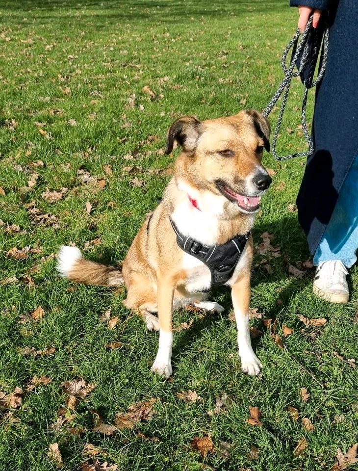 Cihanochka - tolle Hündin sucht ihr Für-immer-Zuhause❤️ in Hamburg