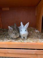 2 Kaninchen zu verkaufen Rheinland-Pfalz - Bad Hönningen Vorschau