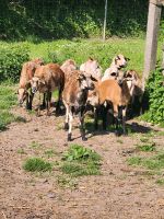 Schafe ( Kamerun Mix ) abzugeben Thüringen - Obermaßfeld-Grimmenthal Vorschau