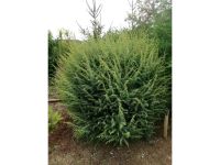 Juniperus  Heidewacholder Formgehölz Einzelstellung Steingarten. Bayern - Deggendorf Vorschau