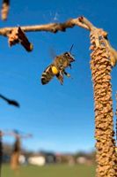 Honig aus eigener Imkerei Bienenhonig Hessen - Felsberg Vorschau