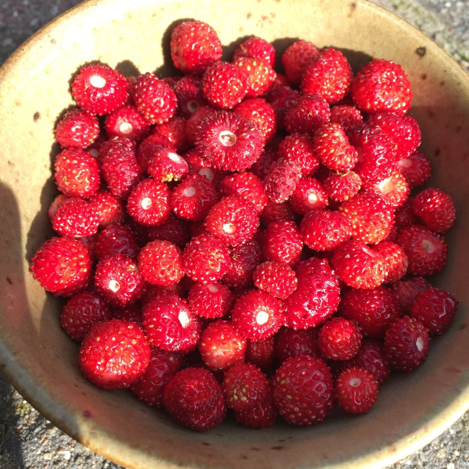 Walderdbeeren Bodendecker Naturgarten in Hamburg