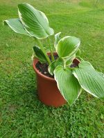 Funkie, Hosta, Pflanze Thüringen - Meiningen Vorschau