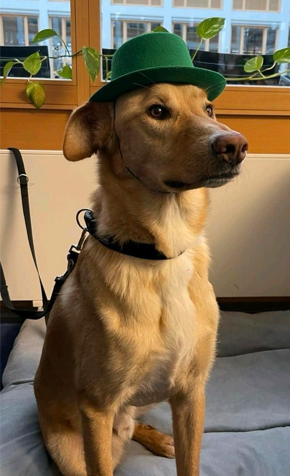 PARKET Labrador Mischling Tierschutz Hund Rüde in Würzburg