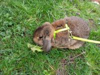 Kaninchen Zwergwidder Wildfarben Nordrhein-Westfalen - Würselen Vorschau