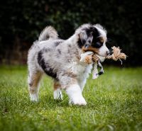 Mini Aussie, Mini Shepherd, Aussie Gerbstedt - Welfesholz Vorschau