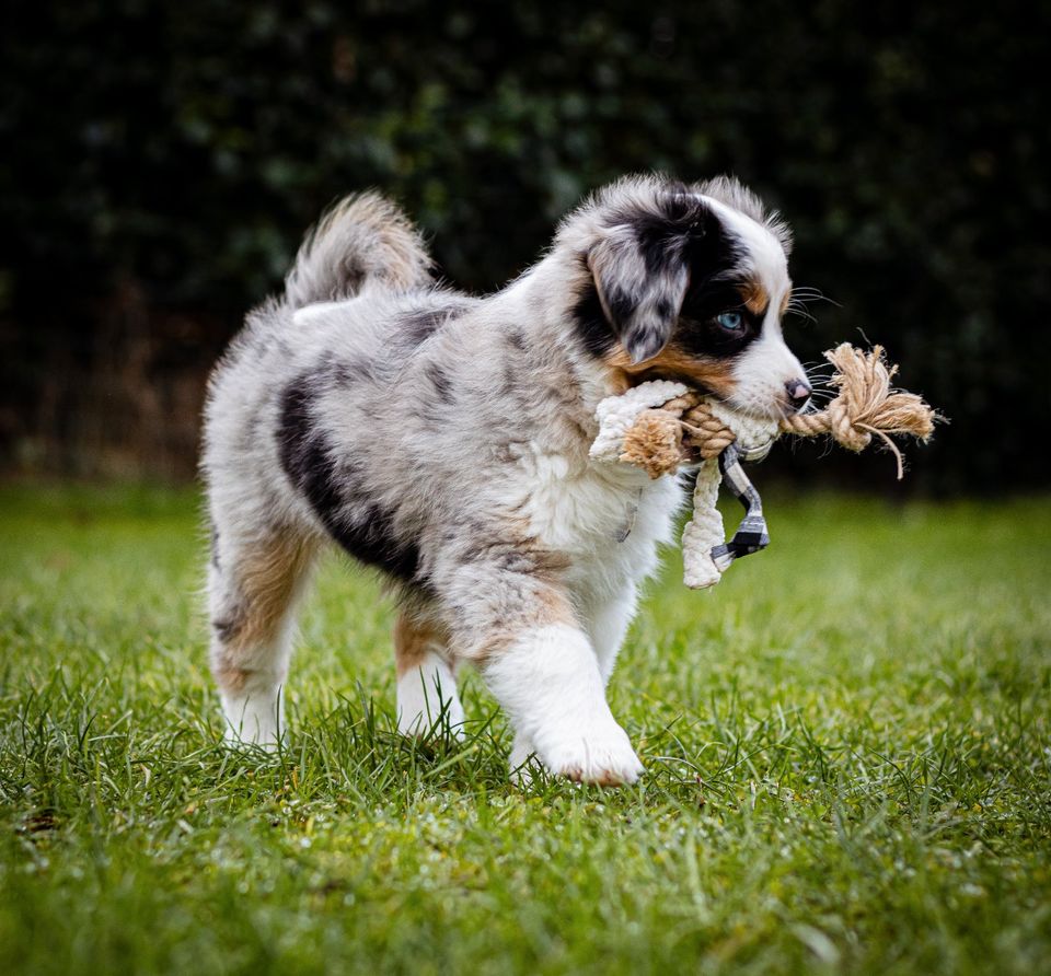 Mini Aussie, Mini Shepherd, Aussie in Welfesholz