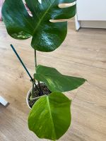 Monstera Aurea Bayern - Geisenfeld Vorschau