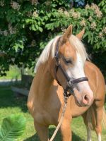 Palomino Stute / Reitpferd / Springpferd / Vielseitigkeitspferd Baden-Württemberg - Deggenhausertal Vorschau