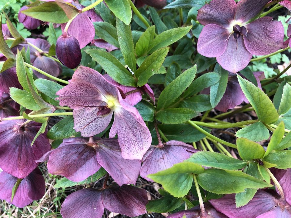 Christrose, Lenzrose, Helleborus Jungpflanzen, dunkelrosa in Stadtbergen