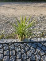 Kleine schmalblättrige Palmlilie, Yucca Bayern - Weißenburg in Bayern Vorschau