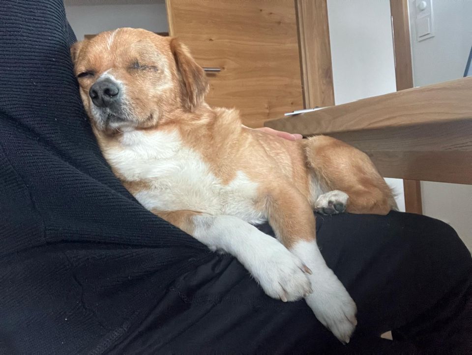 Toby, charmanter Herzenshund , ca. 6 Jahre *Tierschutz*u in Garmisch-Partenkirchen