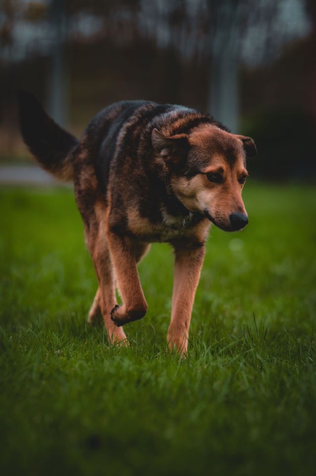 freundlicher Max sucht tolles Zuhause in Schwarzenbek