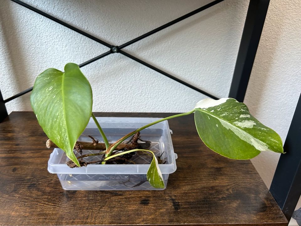 Monstera Variegata Stecklinge in Bad Wimpfen