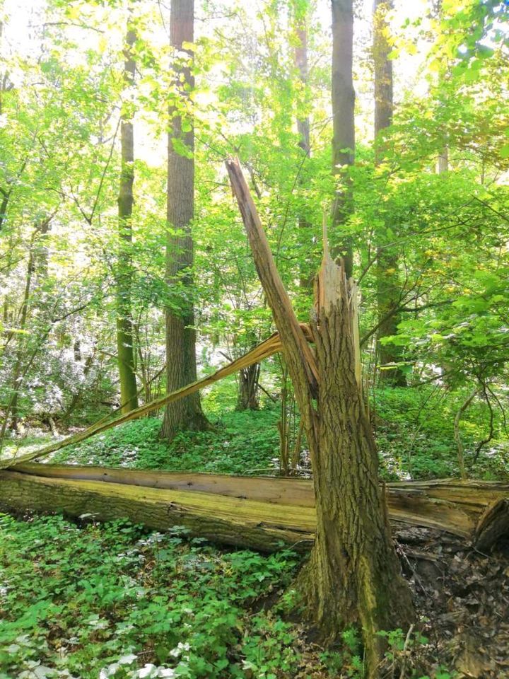 Waldgrundstück zu pachten gesucht in Hiddenhausen