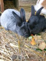 Kaninchen zu verkaufen Niedersachsen - Ostrhauderfehn Vorschau