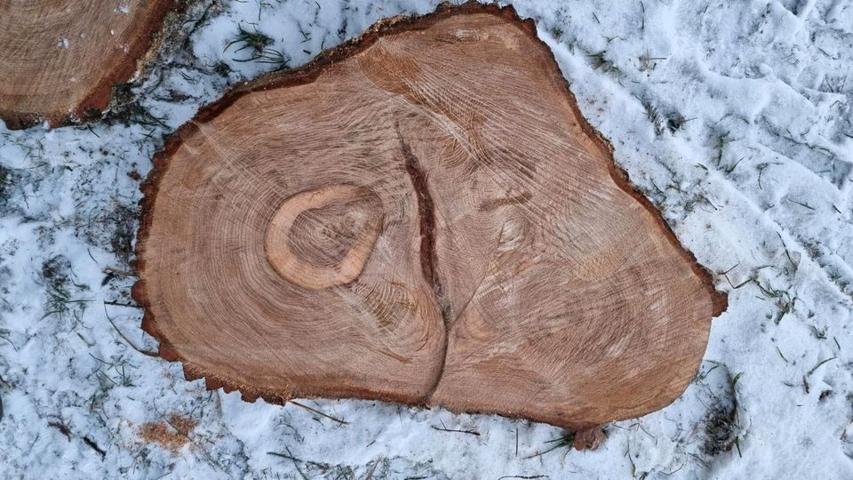 Baumscheibe Eiche Beistelltisch Holzplatte Tischplatte DIY Deko in Odelzhausen