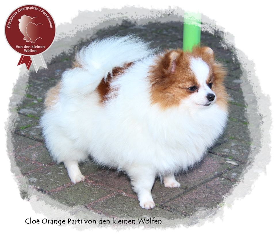 Zwergspitz Pomeranian Hündin, mit Ahnentafel in Tiddische