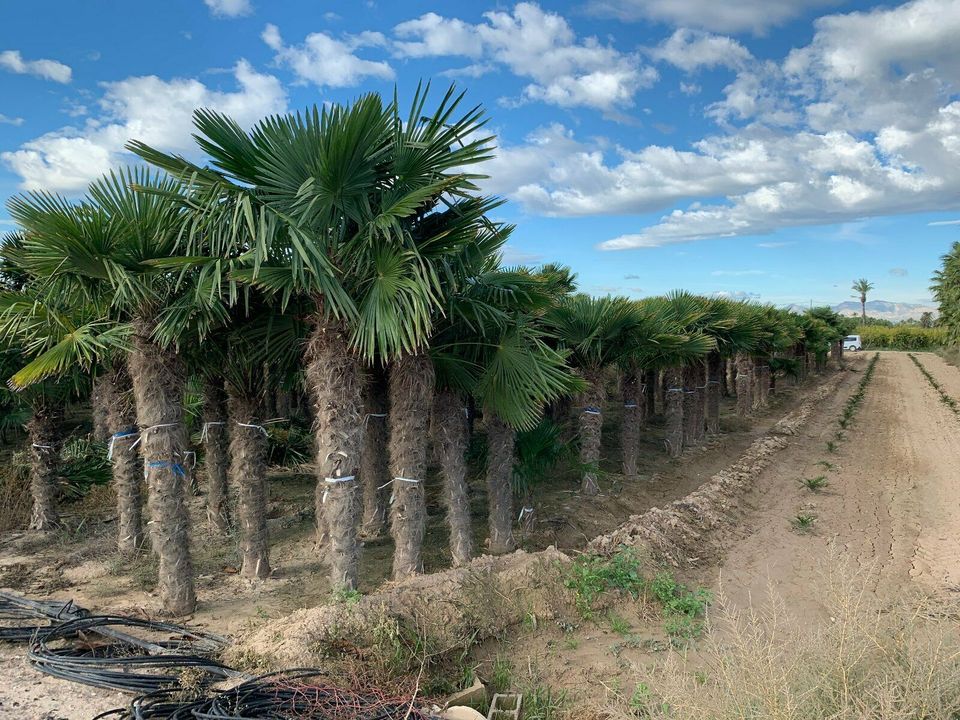 Hanfpalme Trachycarpus Fortunei ab 270cm Stamm in Recklinghausen