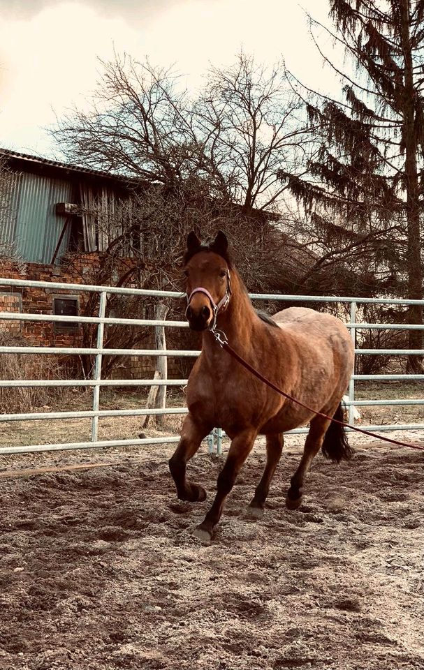 Reitbeteiligung zu vergeben in Doberlug-Kirchhain