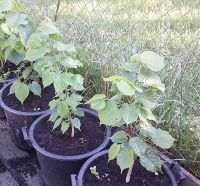 Sommerlinde (Tilia platyphyllos) Baden-Württemberg - Achstetten Vorschau