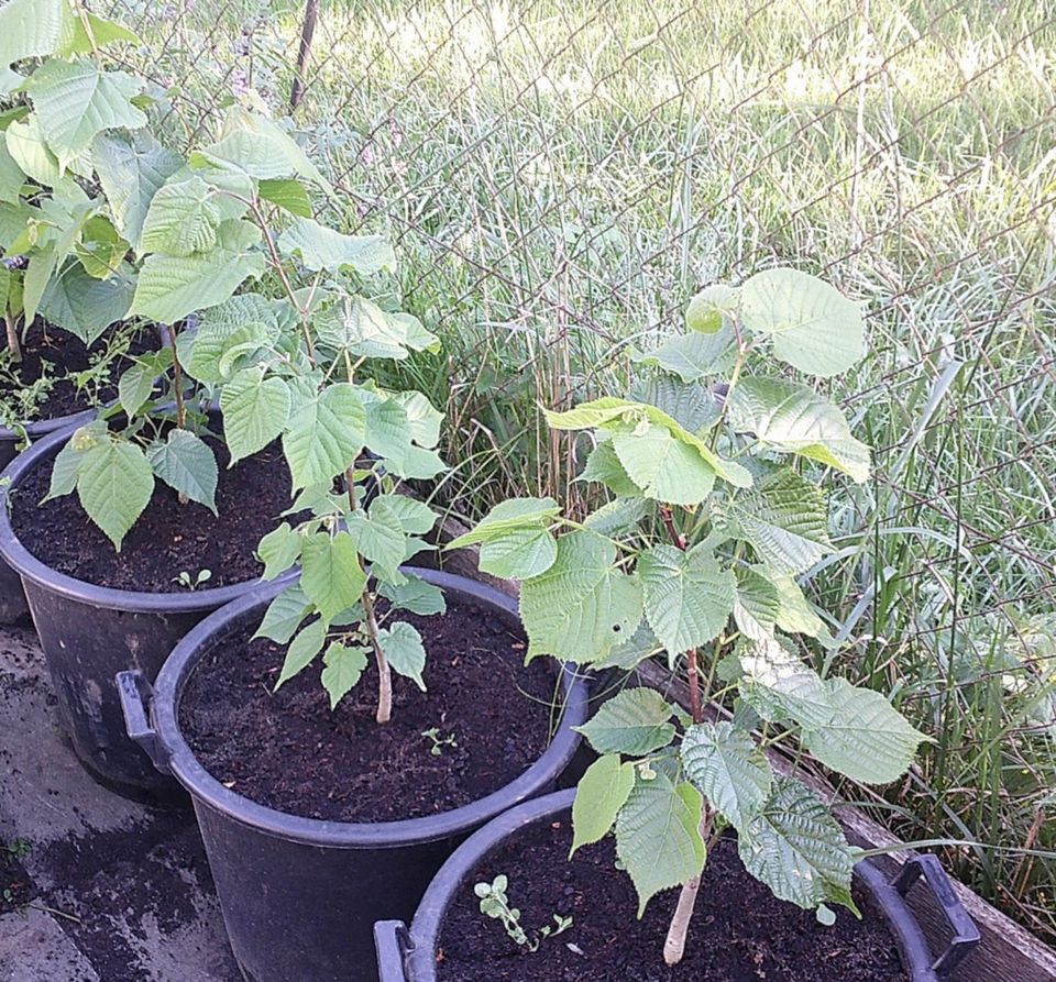 Sommerlinde (Tilia platyphyllos) in Achstetten