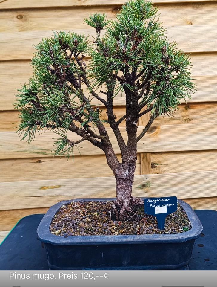 Ich verkaufe hochwertige Bonsai-Bäume, siehe Bilder mit preise in Beckingen