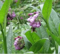 Beinwellpflanzen, als Bienenweide oder für Kräuterjauche Brandenburg - Stahnsdorf Vorschau