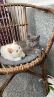 BKH Katzen 3 Monaten alt Nordrhein-Westfalen - Herne Vorschau
