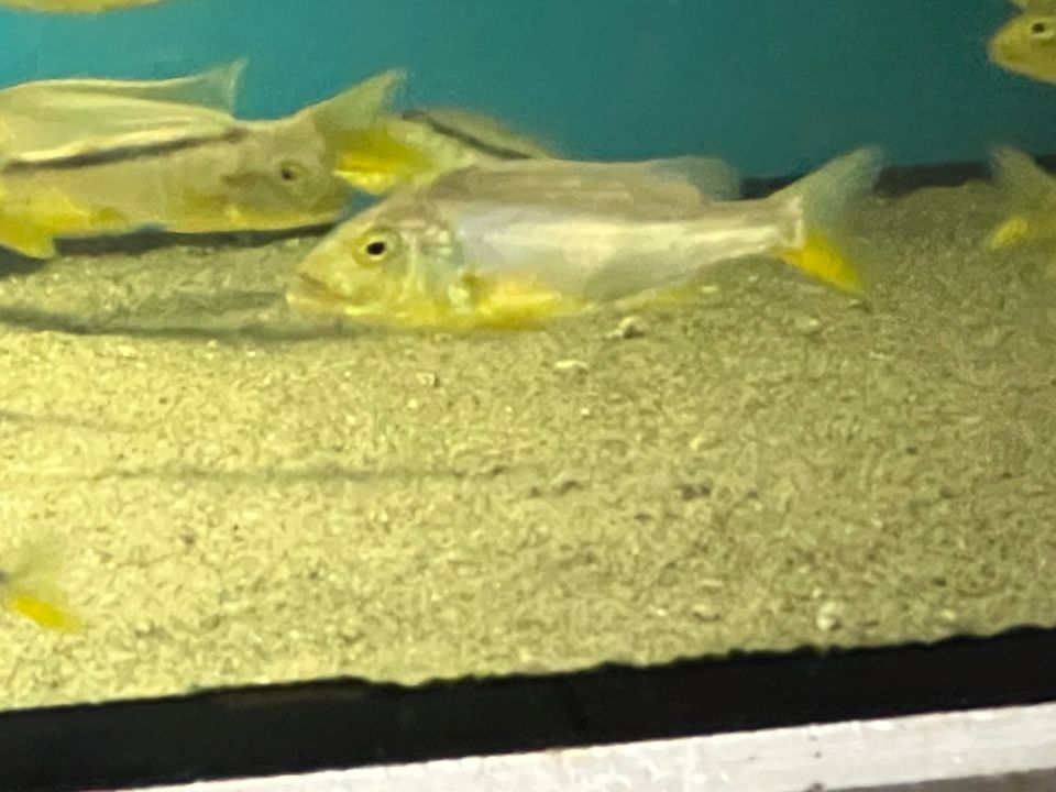 Buccochromis Rhoadesii in Düsseldorf