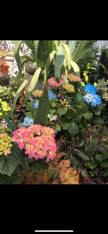 Hortensie Blume Pflanze Strauch pflegeleicht in Heidelberg