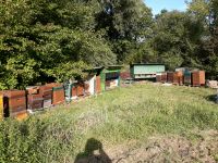 Imkerei Bienen Bienenvolk Bienenvölker Beute Ableger DN Zander Bielefeld - Schildesche Vorschau