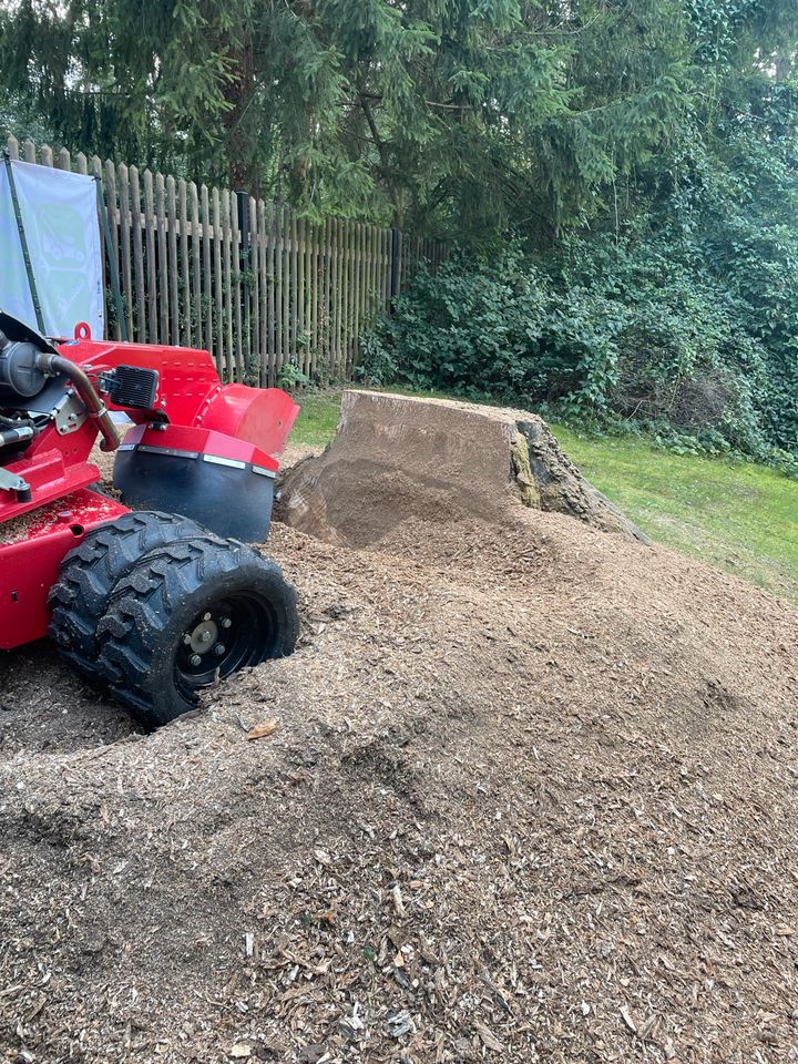 Baumfällung Wurzelfräsen  Hecke Obstbaumschnitt Holz spalten in Bad Sulza