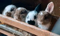 Kaninchenbabys Riesen-Widder Mix ❤️ geb.01.03 Niedersachsen - Norden Vorschau
