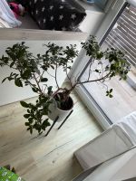 Ficus Bonsai Ginseng Zimmerpflanze Baden-Württemberg - Crailsheim Vorschau