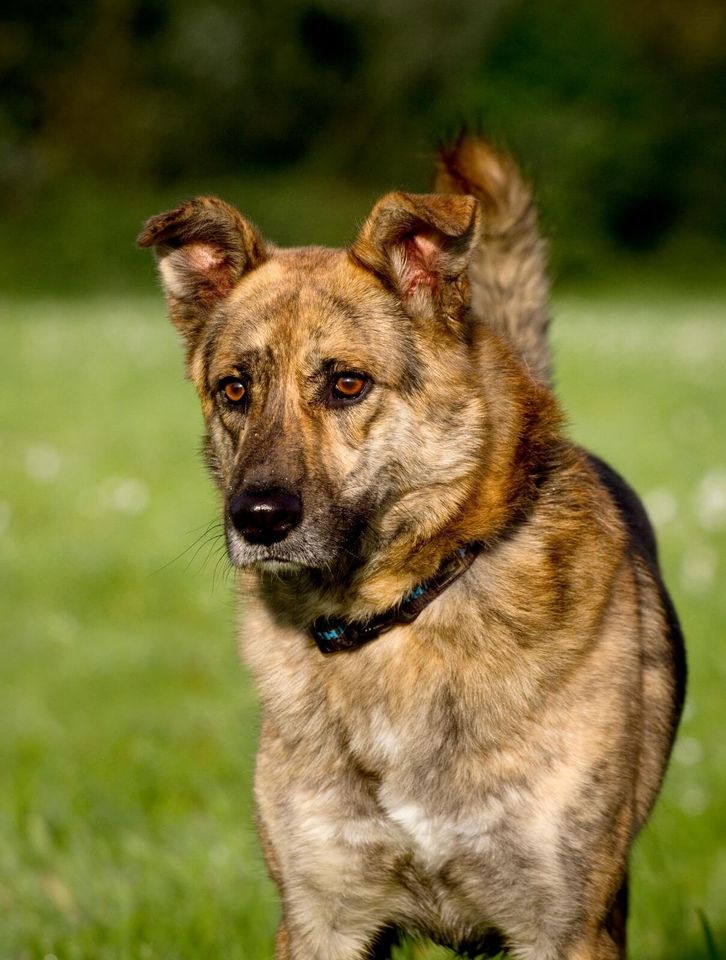 Schäferhund Mischling Gellu: sucht sein Zuhause zum Glücklichsein in Kenzingen