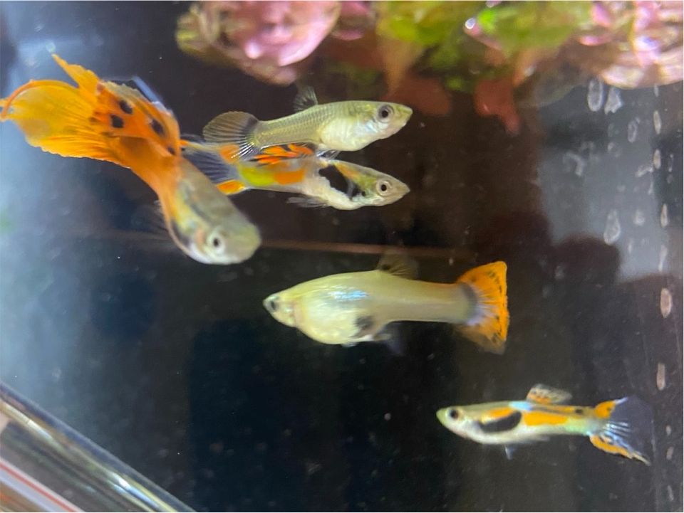 Guppy Nachwuchs abzugeben in Berlin