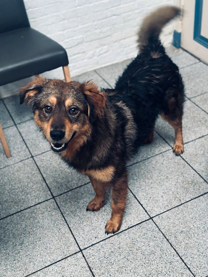 Brownie ein toller Hund sucht liebevolles neues Zuhause in Pahlen