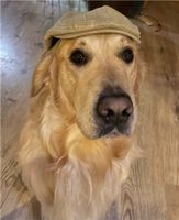 Wurfgeschwister gesucht. Golden Retriever, 19.10.2021 Brandenburg - Mittenwalde Vorschau