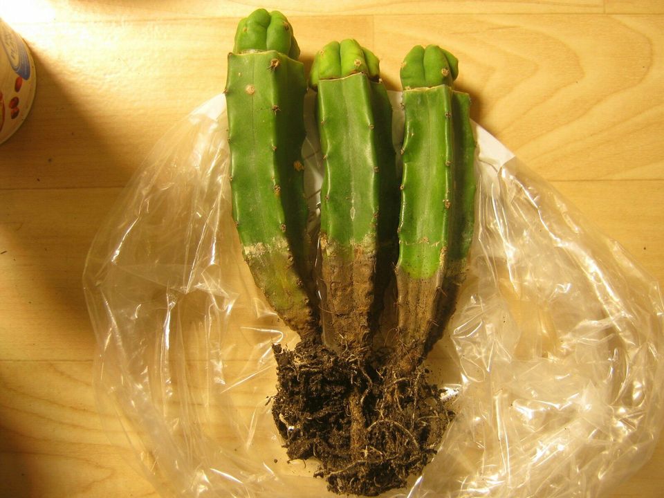 3er Pack PeruTR Pfropfungen Trichocereus Peruvianus in Krefeld