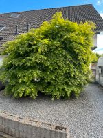 Japanischer Ahorn (Acer Palmatum) Nordrhein-Westfalen - Hamm Vorschau