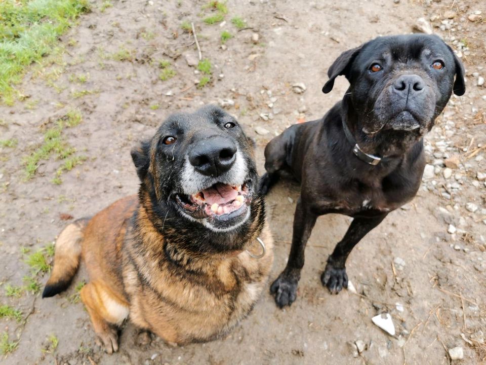 Malinoisseniorin Ika in Zwiesel