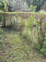 Ligusterhecke Mecklenburg-Vorpommern - Wesenberg Vorschau