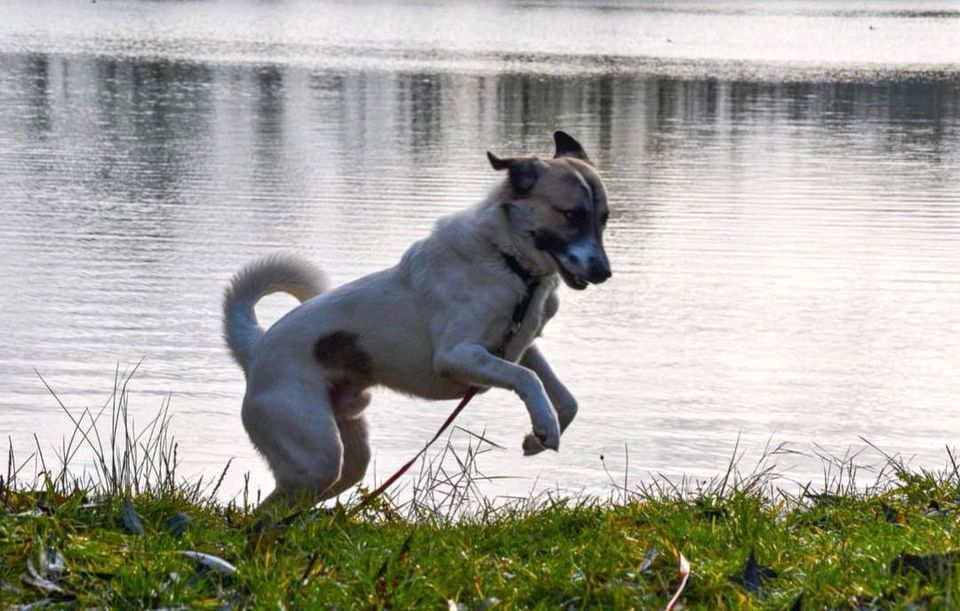 Ducati - perfekter Hofhund sucht sein Zuhause ❤️ in Bad Oeynhausen