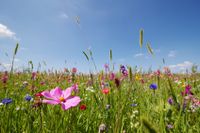 Wiesenblumenmatte - Sommerwiese leicht gemacht! Bayern - Tutzing Vorschau