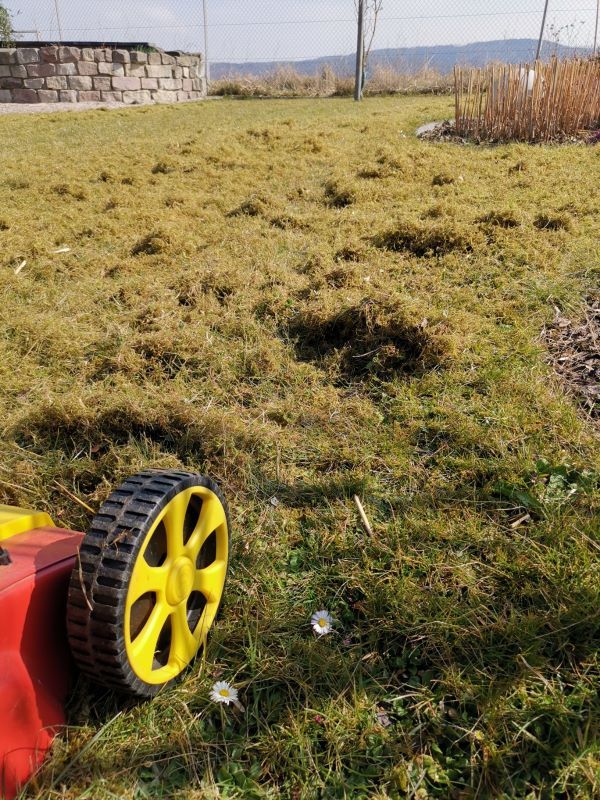 Gärtner -- Rasen Vertikutieren - Gartenhilfe - Gartenservice in Bad Hersfeld