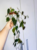 Philodendron Micans Bayern - Kelheim Vorschau