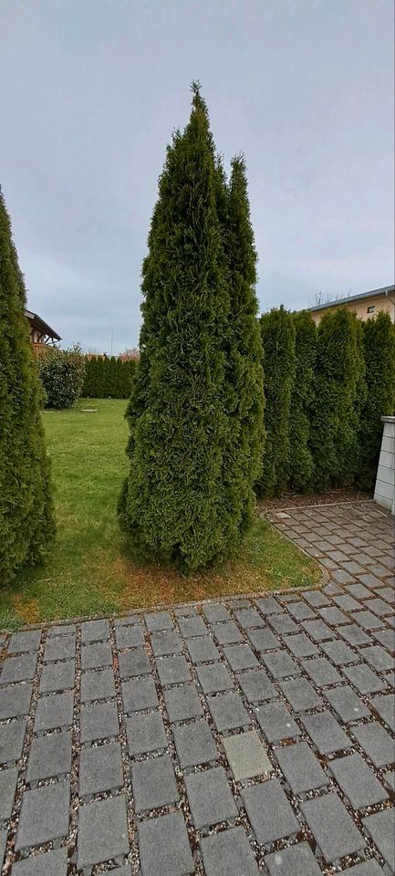 Thuja Smaragd in Obing