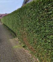 Hecke schneiden Heckenschnitt Niedersachsen - Harsefeld Vorschau