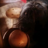 suche Hundefutter Vegan, Barf,Unfallwild, Wild, BioFleisch, Reste Nordrhein-Westfalen - Marl Vorschau